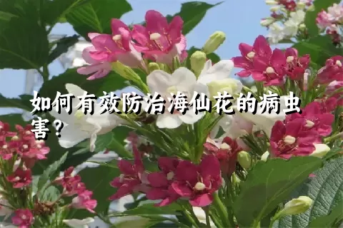 如何有效防治海仙花的病虫害？