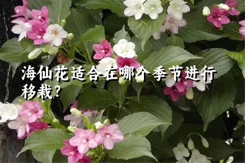 海仙花适合在哪个季节进行移栽？