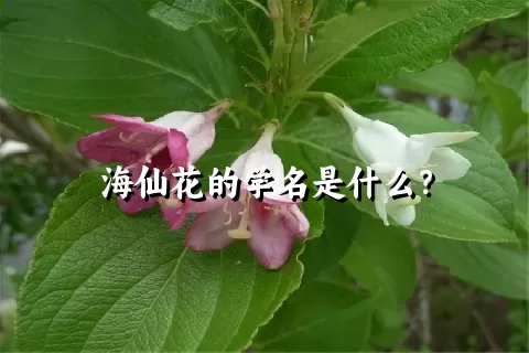 海仙花的学名是什么？