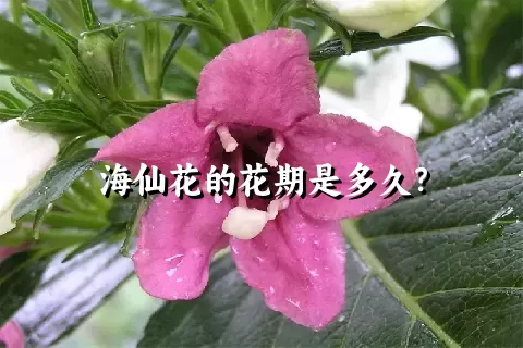 海仙花的花期是多久？