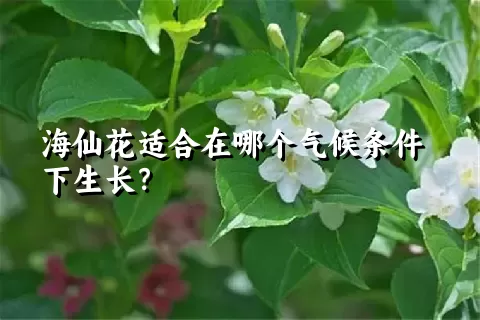 海仙花适合在哪个气候条件下生长？