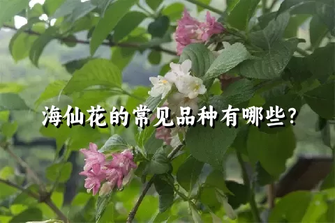 海仙花的常见品种有哪些？