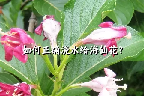 如何正确浇水给海仙花？