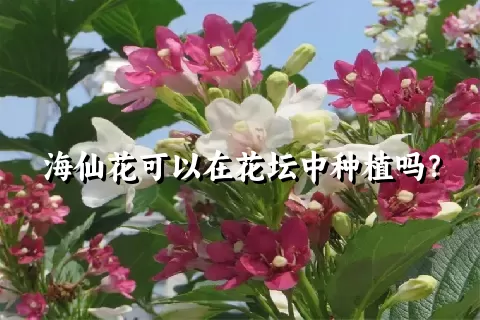 海仙花可以在花坛中种植吗？