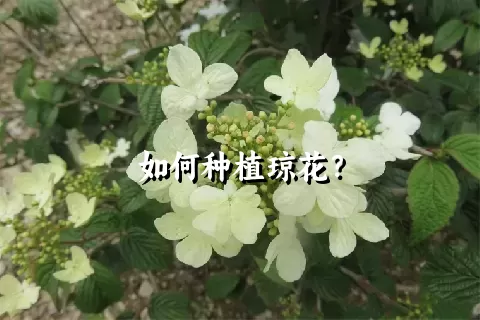 如何种植琼花？