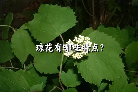 琼花有哪些特点？