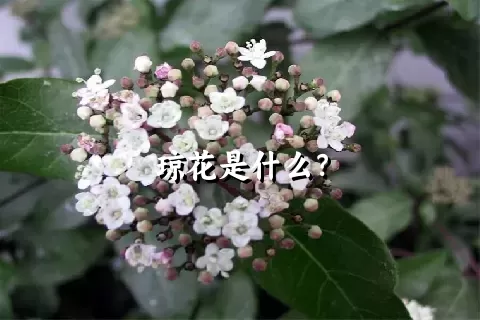 琼花是什么？