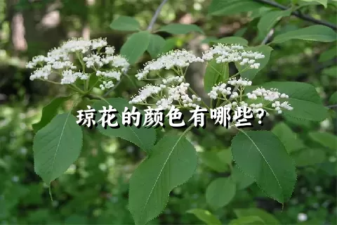 琼花的颜色有哪些？