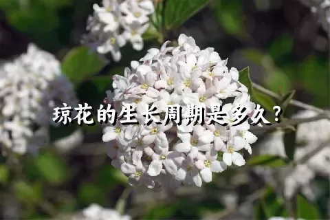 琼花的生长周期是多久？