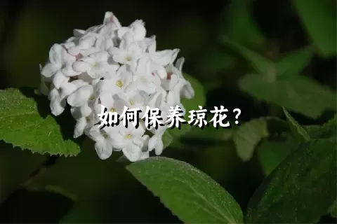 如何保养琼花？