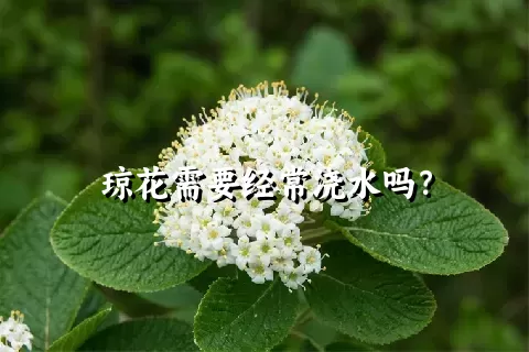 琼花需要经常浇水吗？