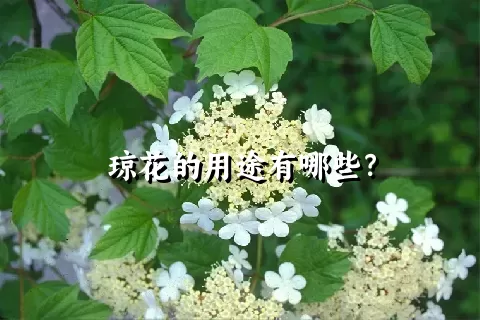 琼花的用途有哪些？