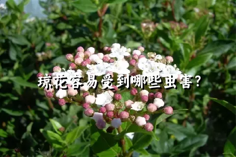 琼花容易受到哪些虫害？