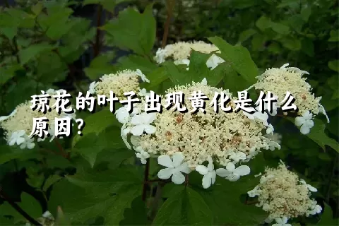 琼花的叶子出现黄化是什么原因？