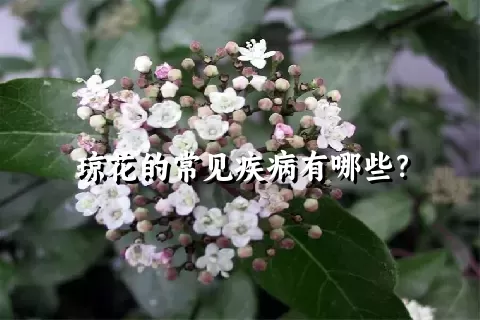 琼花的常见疾病有哪些？