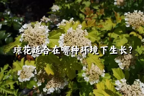 琼花适合在哪种环境下生长？