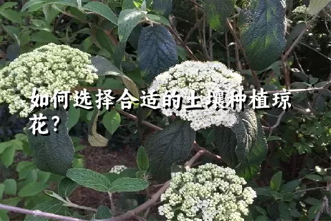 如何选择合适的土壤种植琼花？