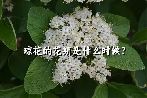 琼花的花期是什么时候？