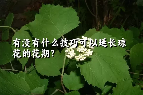 有没有什么技巧可以延长琼花的花期？