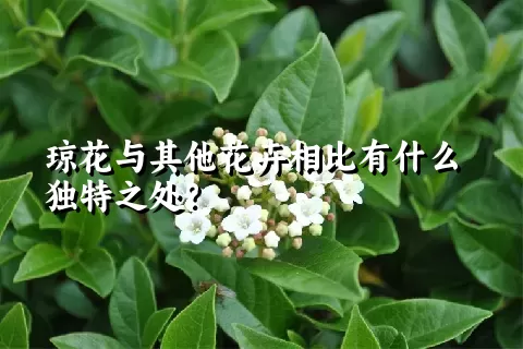 琼花与其他花卉相比有什么独特之处？