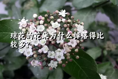 琼花的花朵为什么掉落得比较多？