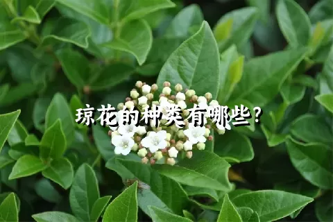 琼花的种类有哪些？