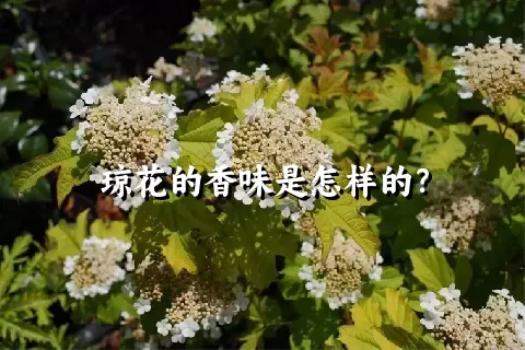 琼花的香味是怎样的？