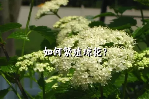 如何繁殖琼花？