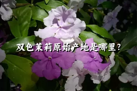 双色茉莉原始产地是哪里？