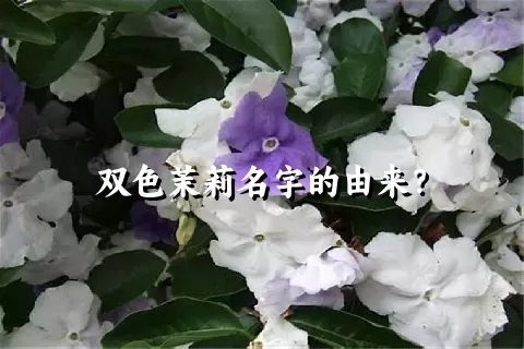 双色茉莉名字的由来？