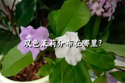 双色茉莉分布在哪里?