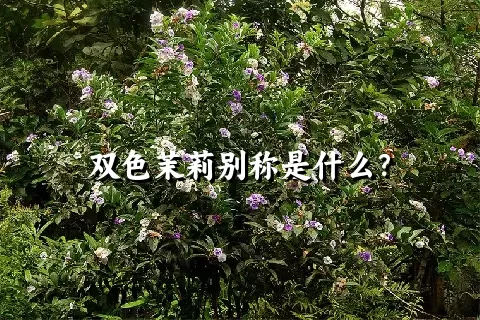 双色茉莉别称是什么？