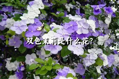 双色茉莉是什么花？