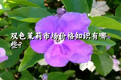 双色茉莉市场价格知识有哪些？