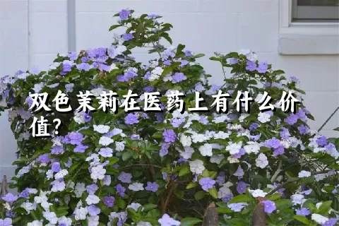 双色茉莉在医药上有什么价值？