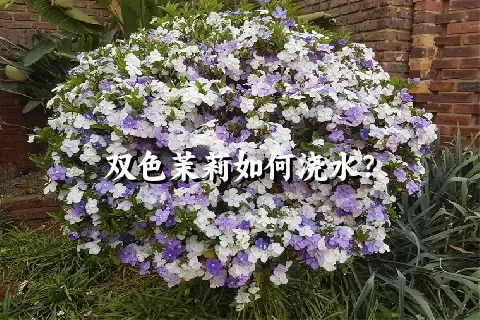 双色茉莉如何浇水？