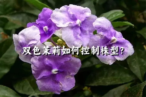 双色茉莉如何控制株型？