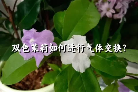 双色茉莉如何进行气体交换？