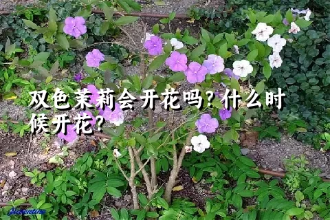 双色茉莉会开花吗？什么时候开花？