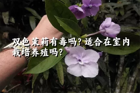 双色茉莉有毒吗？适合在室内栽培养殖吗？