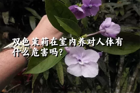 双色茉莉在室内养对人体有什么危害吗？