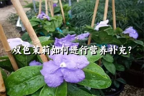 双色茉莉如何进行营养补充？