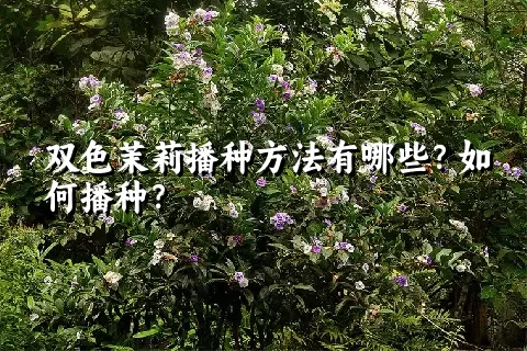 双色茉莉播种方法有哪些？如何播种？