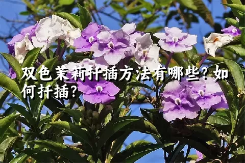 双色茉莉扦插方法有哪些？如何扦插？