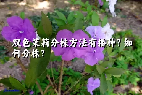 双色茉莉分株方法有播种？如何分株？