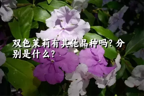 双色茉莉有其他品种吗？分别是什么？