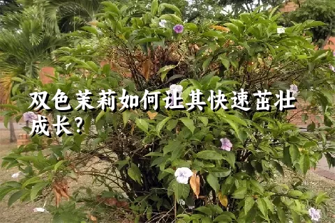 双色茉莉如何让其快速茁壮成长？