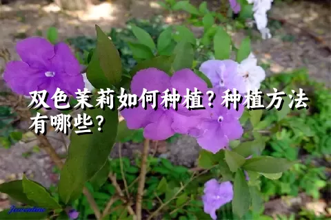 双色茉莉如何种植？种植方法有哪些？