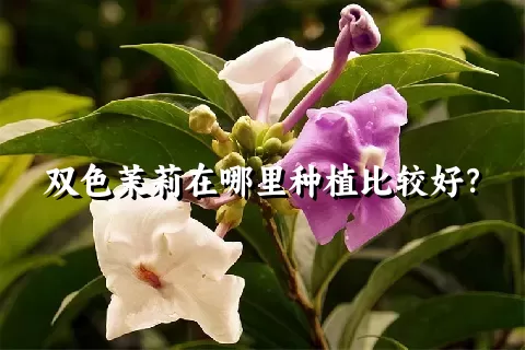 双色茉莉在哪里种植比较好？