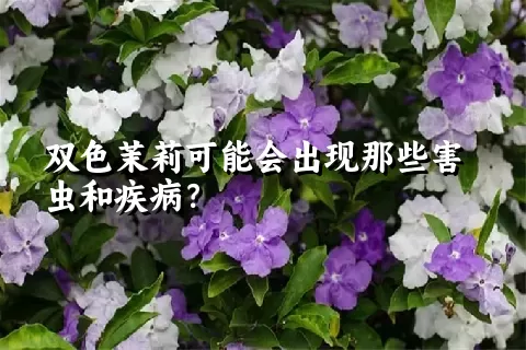 双色茉莉可能会出现那些害虫和疾病？